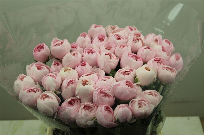 <h4>Ran Cloni Ex Lady Hanoi Pink</h4>