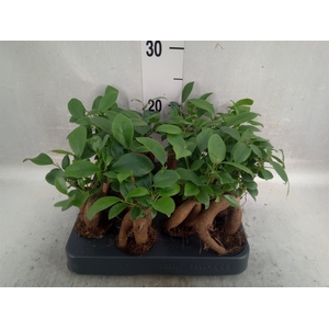 Ficus microcarpa 'Ginseng'