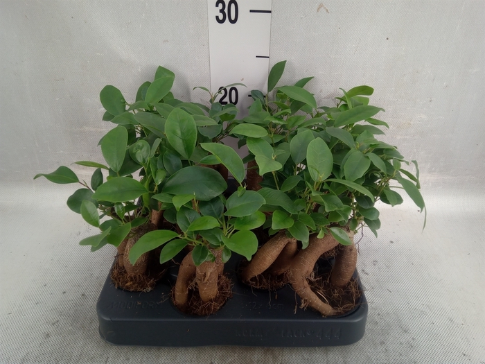 Ficus microcarpa 'Ginseng'