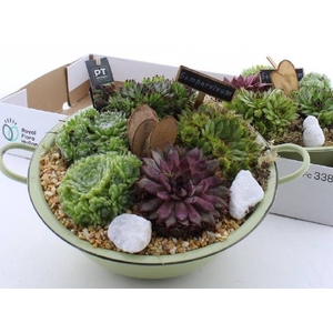 ARR SEMPERVIVUM