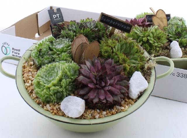<h4>ARR SEMPERVIVUM</h4>