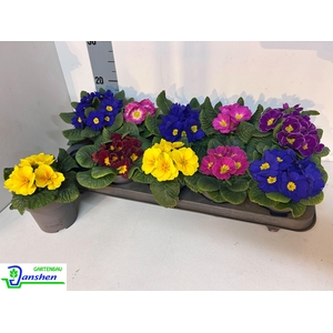 PRIM ACAULIS GEMENGD