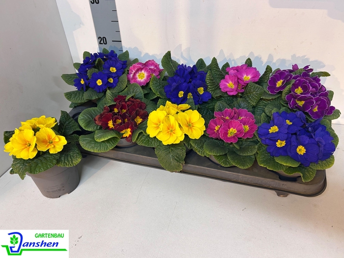 <h4>PRIM ACAULIS GEMENGD</h4>