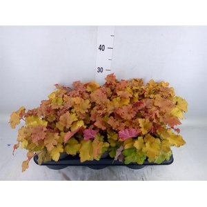 Heuchera   ...
