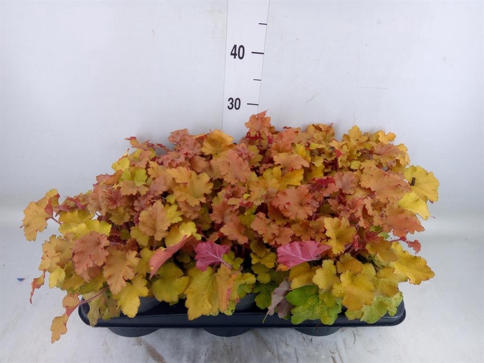 <h4>Heuchera   ...</h4>