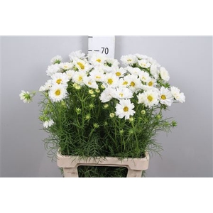Cosmos Bipin White