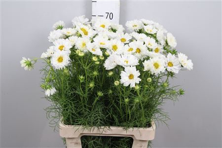 <h4>Cosmos Bipin White</h4>