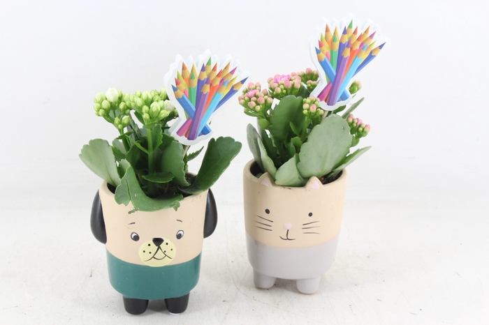 <h4>arr2 JS - Ker. potje cat/dog - roze</h4>