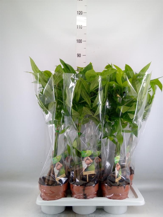 <h4>Pachira aquatica</h4>