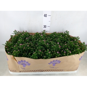 Aster n-b 'Showmakers Pretty Pink'