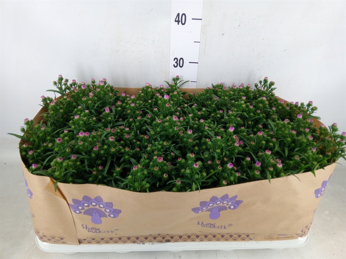 <h4>Aster n-b 'Showmakers Pretty Pink'</h4>
