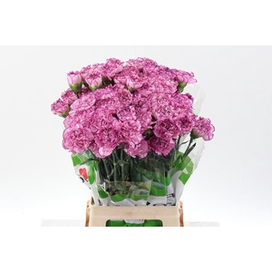 Dianthus st boheme