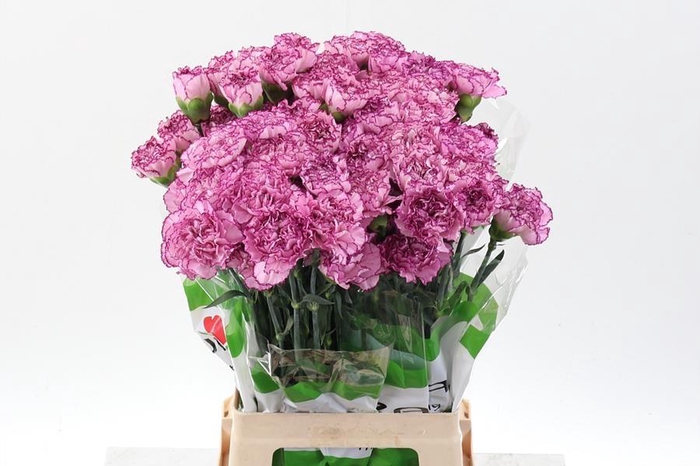 <h4>Dianthus st boheme</h4>