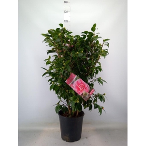 Camellia japonica