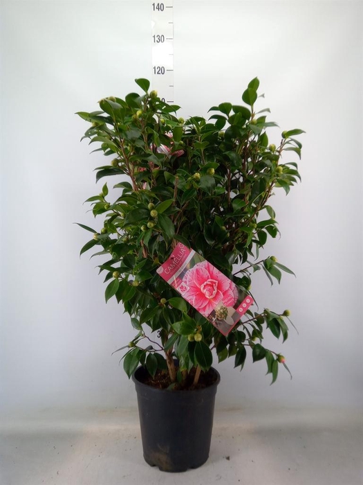 <h4>Camellia japonica</h4>