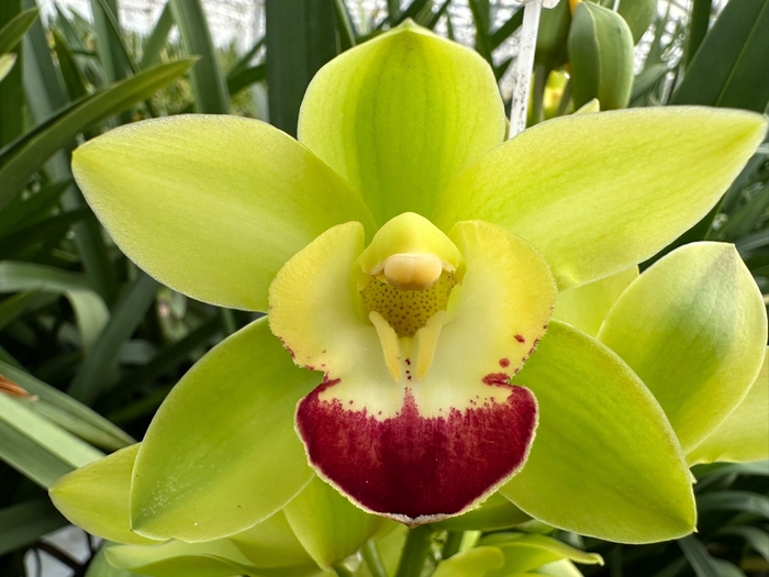 <h4>Cymbidium Green Rock</h4>