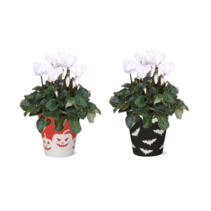 Collectie 'Tasty Bubble' - Cyclamen Wit in Smartcup Vibe Halloween