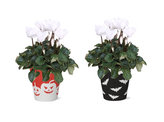 <h4>Collectie 'Tasty Bubble' - Cyclamen Wit in Smartcup Vibe Halloween</h4>