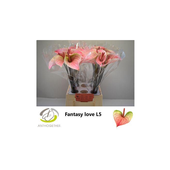 <h4>Anth A Fan Love</h4>