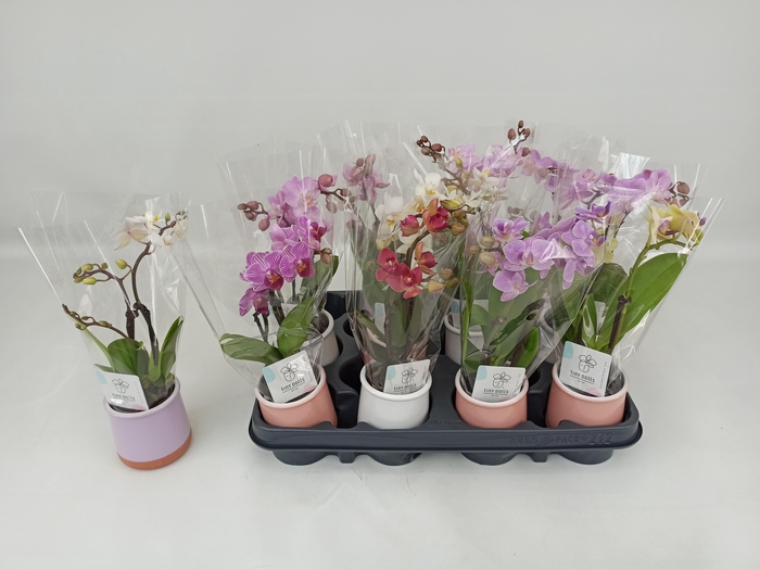 <h4>PHAL MINI</h4>