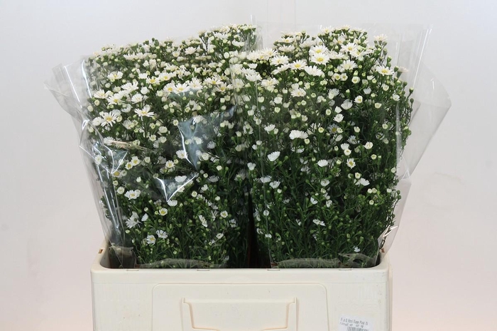 <h4>Aster Paquita</h4>