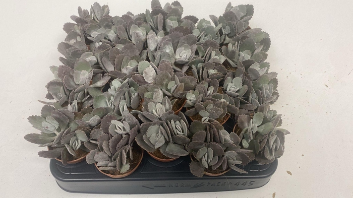 <h4>Kalanchoe Pumila</h4>