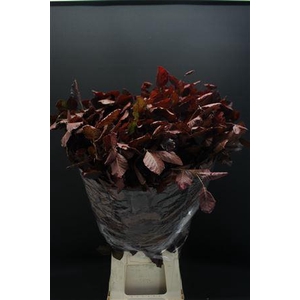 Beuk Red Per Bos