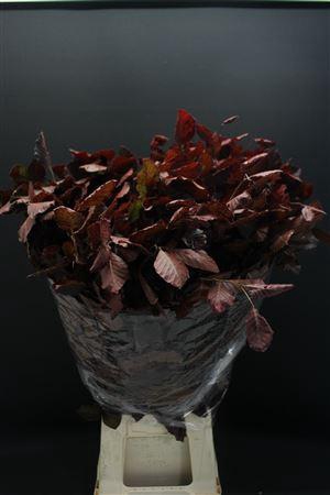 <h4>Beuk Red Per Bos</h4>
