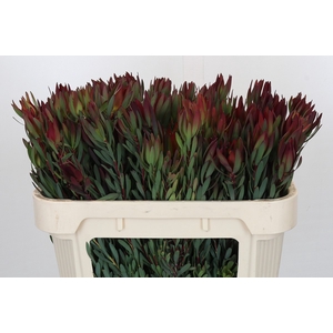 Leucadendron Blush Spray