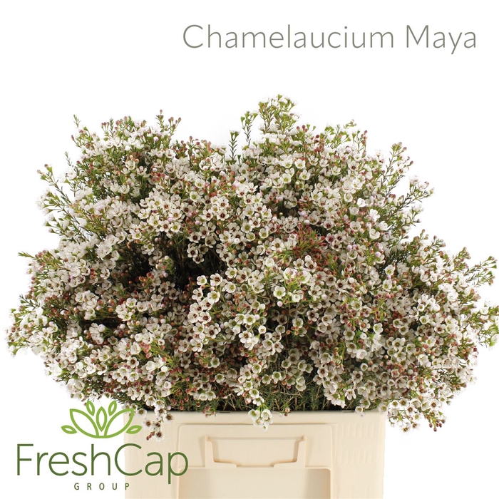 <h4>Chamelaucium Maya</h4>