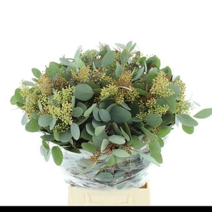 EUC POLYAN FRUI P BS