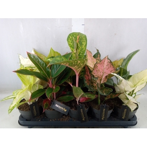 Aglaonema   ...