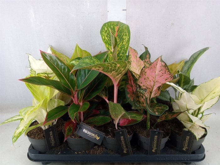 <h4>Aglaonema   ...</h4>
