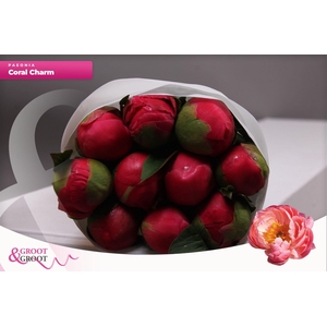 Paeonia Coral Charm