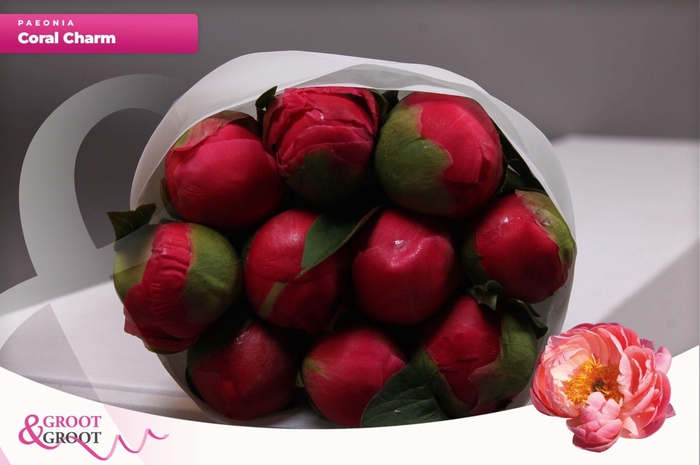 <h4>Paeonia Coral Charm</h4>