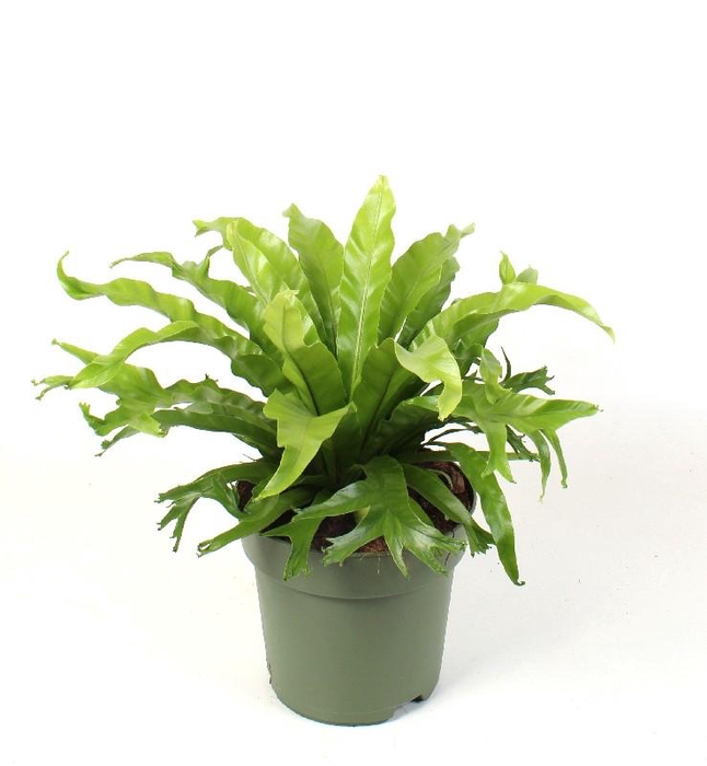 <h4>Asplenium nidus Crissie</h4>