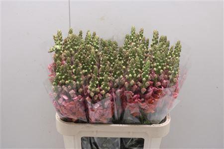 <h4>Antir Poto D Orange</h4>