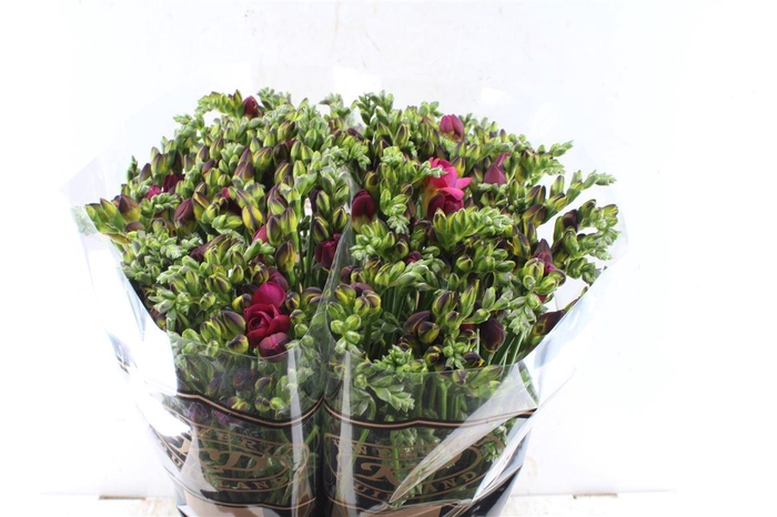 <h4>Fr Du Expression Cerise Red</h4>