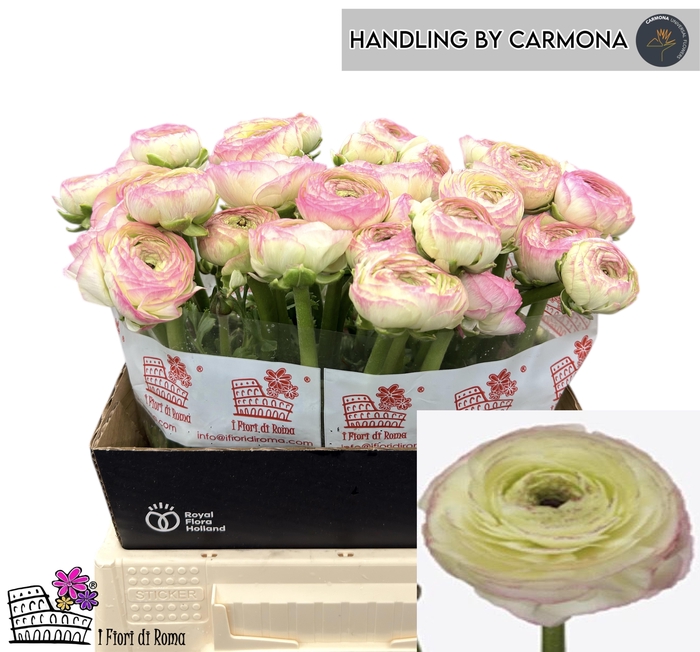 <h4>RAN SU FELICIDADE</h4>