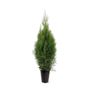 Thuja occidentalis 'Smaragd' (zonder etiket)