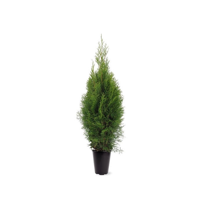 <h4>Thuja occidentalis 'Smaragd' (zonder etiket)</h4>