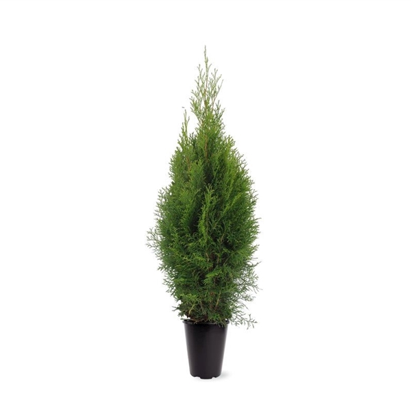 Thuja occidentalis 'Smaragd' (zonder etiket)