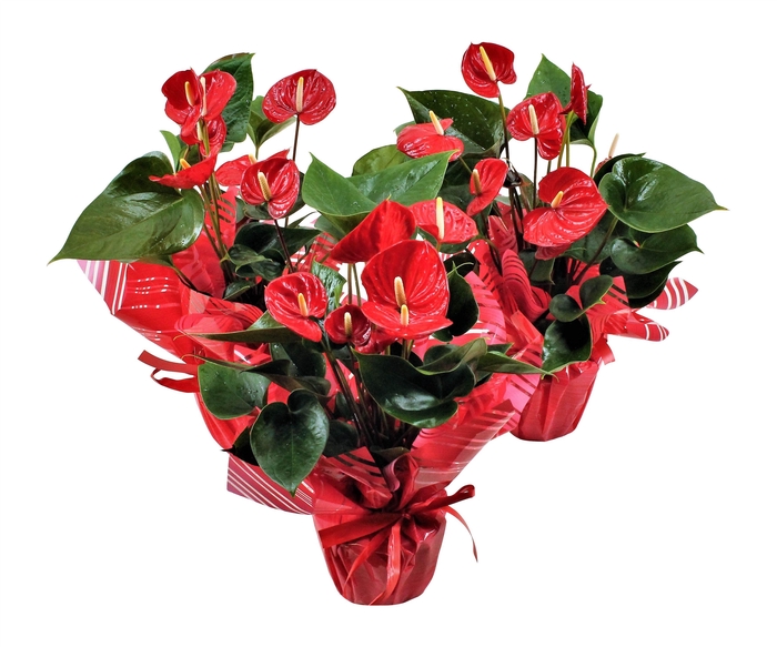 <h4>Anthurium XL.49 Arisa Sprite 17cm met rondello</h4>