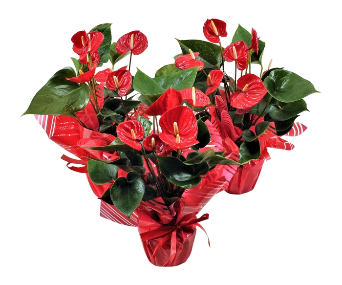 <h4>Anthurium XL.49 Arisa Sprite 17cm met rondello</h4>