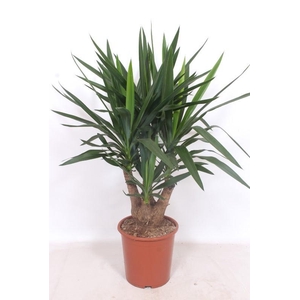 Yucca elephantipes 3+ armen