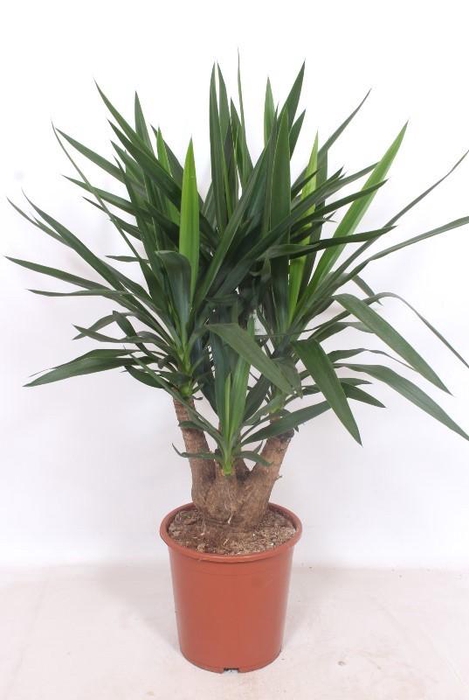 <h4>Yucca elephantipes 3+ armen</h4>