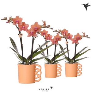 Kolibri Orchids Phalaenopsis orange 2 spike in Happy Mug coral