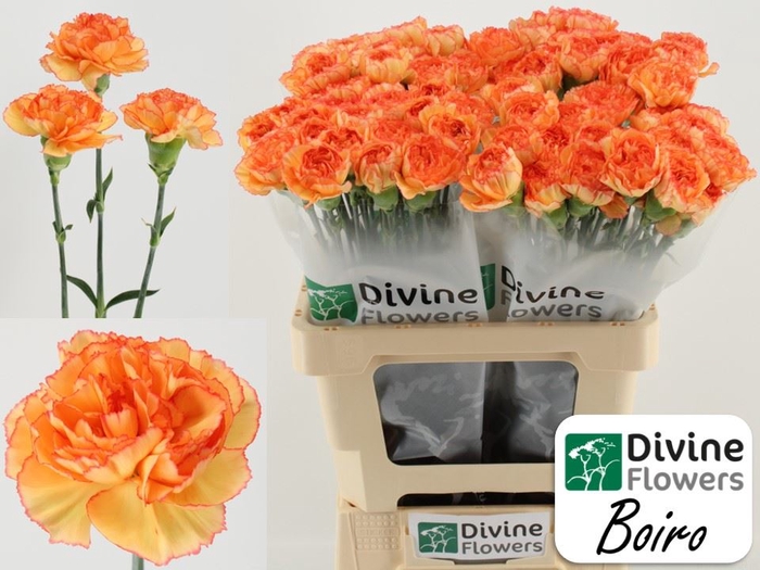 <h4>Dianthus ST 'Boiro'</h4>