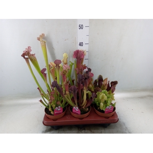 Sarracenia   ...