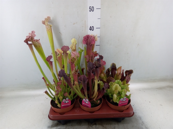 <h4>Sarracenia   ...</h4>